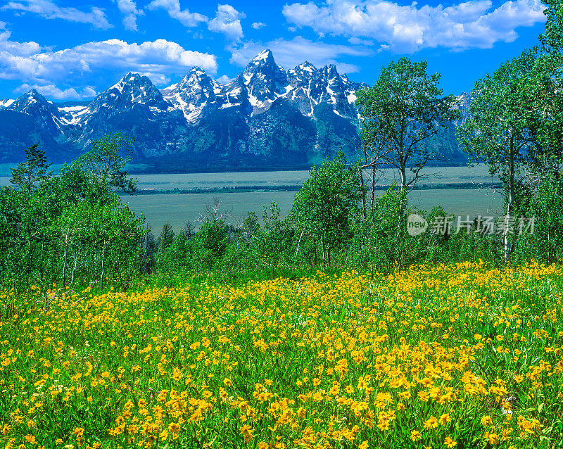 大提顿国家公园(Grand Teton National Park)的春天野花